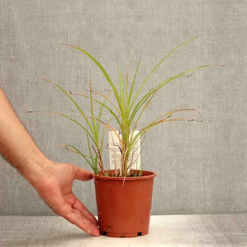 Ejemplar de Miscanthus transmorrisonensis Maceta 1L/1,5L entregado en verano