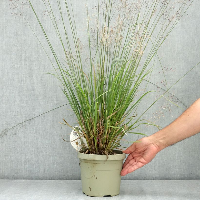 Ejemplar de Molinia caerulea Banshee - Boja Maceta 3L/4L entregado en verano