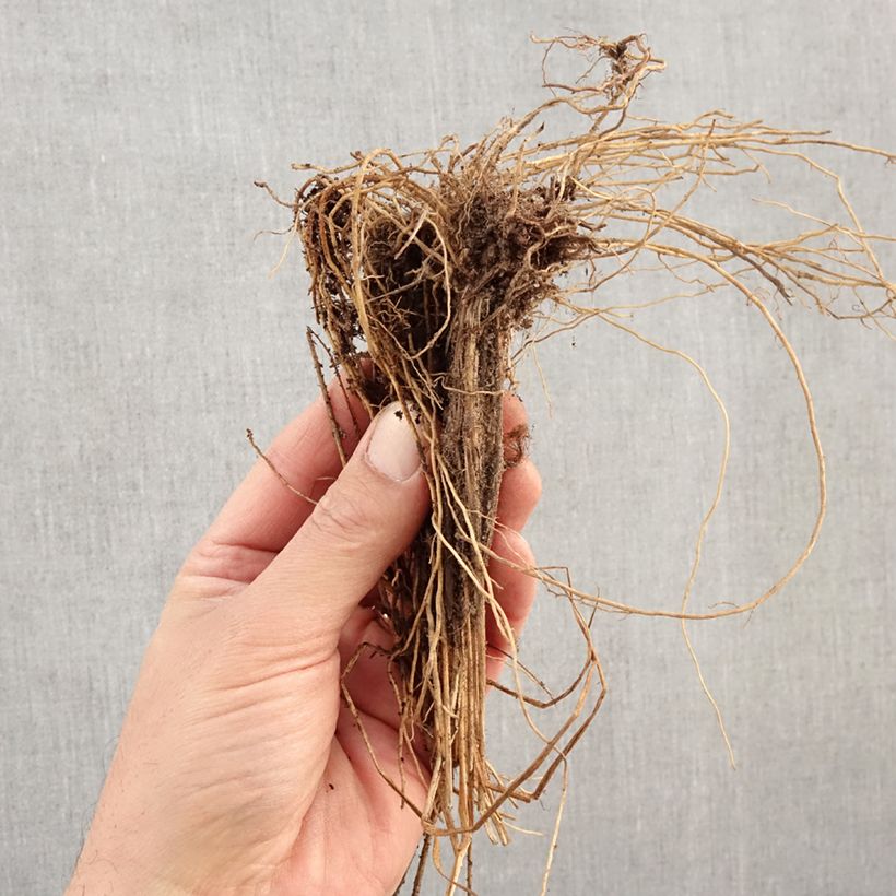 Molinia caerulea Edith Dudszus - Boja Raíces desnudas Ejemplar entregado en invierno