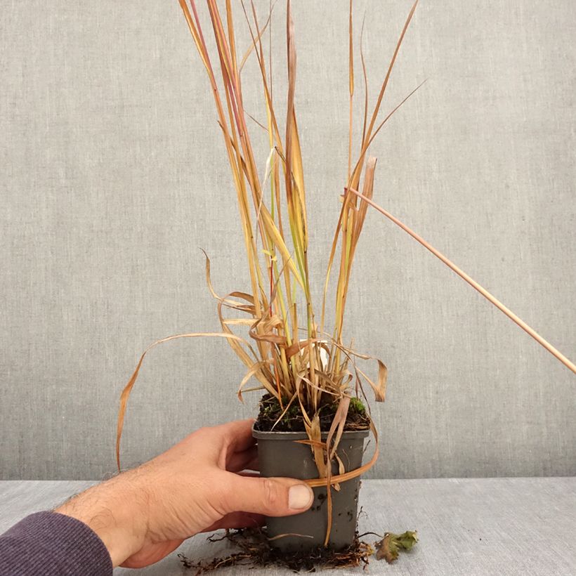 Ejemplar de Molinia Fontäne - Boja Maceta de 8/9 cm entregado en otoño