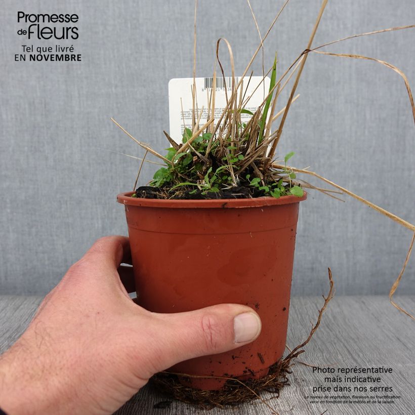 Ejemplar de Molinia Fontäne - Boja Maceta 1L/1,5L entregado en otoño