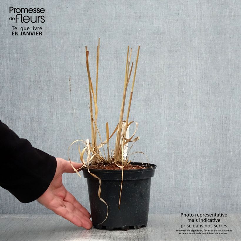 Molinia Transparent - Boja Maceta 2L/3L Ejemplar entregado en invierno