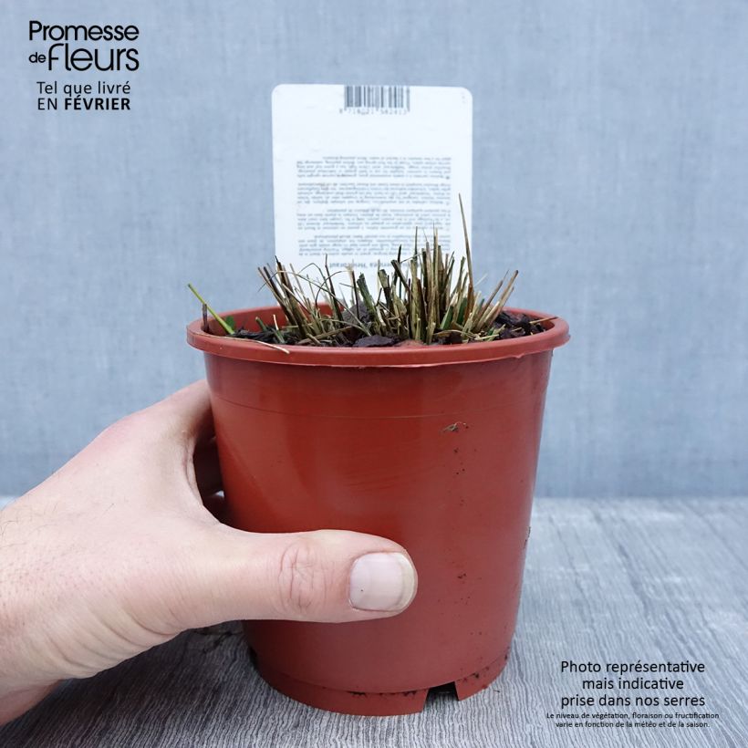 Molinia Heidebraut - Boja Maceta 1L/1,5L Ejemplar entregado en invierno