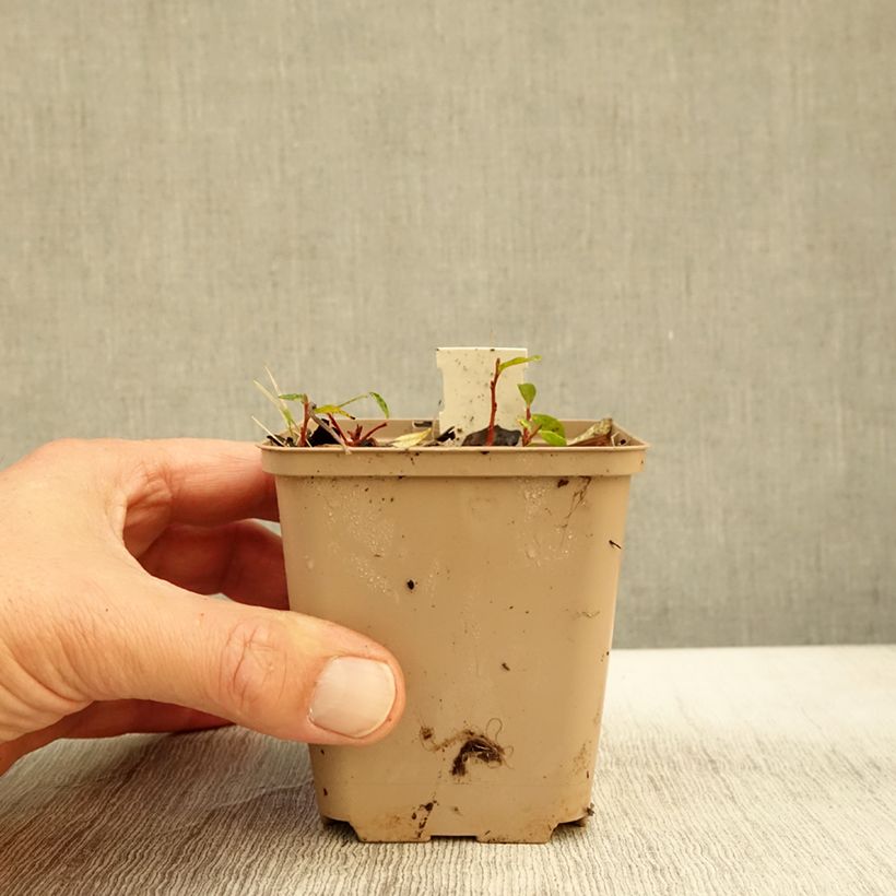 Ejemplar de Molopospermum peloponnesiacum - Coscoll Maceta de 8/9 cm entregado en otoño