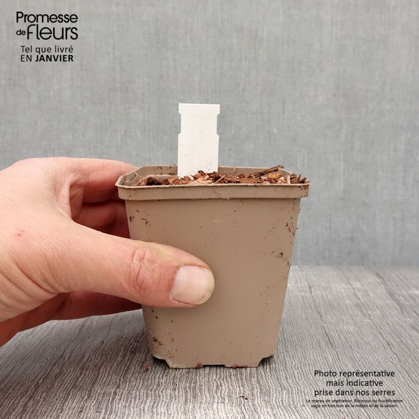 Molopospermum peloponnesiacum - Coscoll Maceta de 8/9 cm Ejemplar entregado en invierno