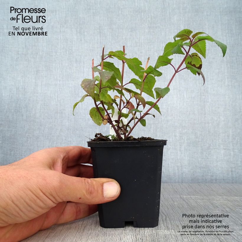 Ejemplar de Bergamota silvestre Blaustrumpf Maceta de 8/9 cm entregado en otoño