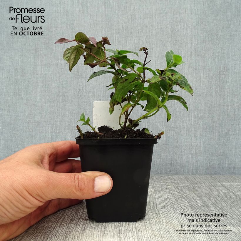Ejemplar de Ortiga de Russel - Monarda bradburiana Maceta de 8/9 cm entregado en otoño