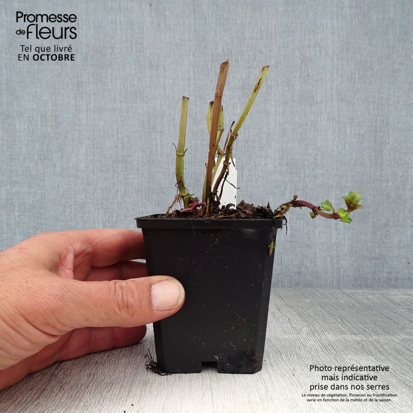 Ejemplar de Bergamota silvestre Cambridge Scarlet Maceta de 8/9 cm entregado en otoño