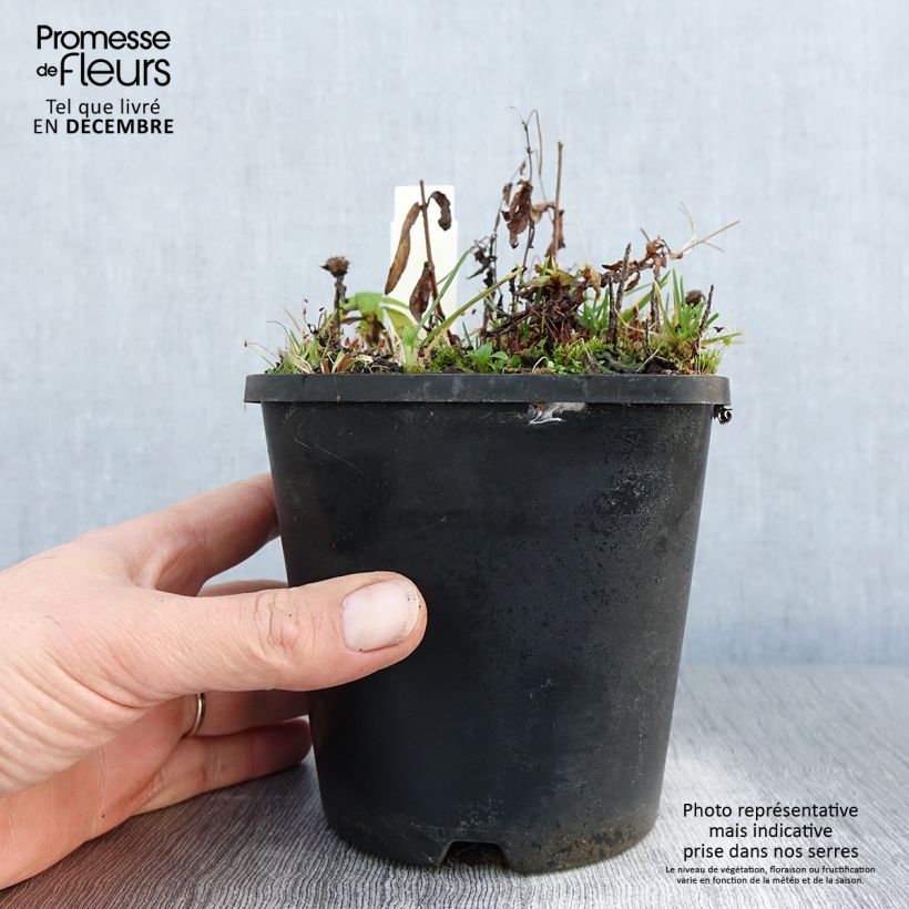 Bergamota silvestre Cranberry Lace Maceta 1,5L/2L Ejemplar entregado en invierno