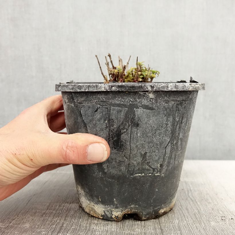 Bergamota silvestre Cranberry Lace Maceta 1,5L/2L Ejemplar entregado en la primavera