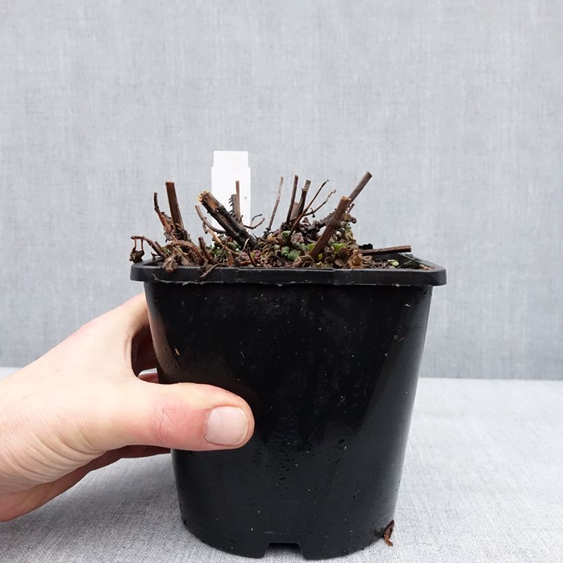 Bergamota silvestre Pink Supreme Maceta 1,5L/2L Ejemplar entregado en invierno