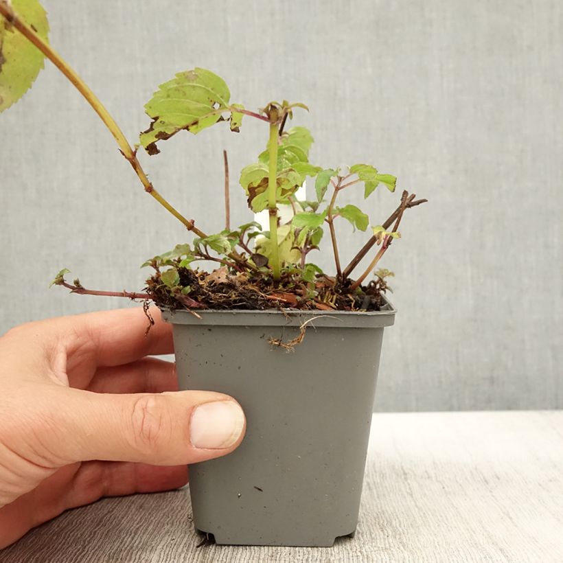 Ejemplar de Bergamota silvestre Feuerschopf Maceta de 8/9 cm entregado en otoño
