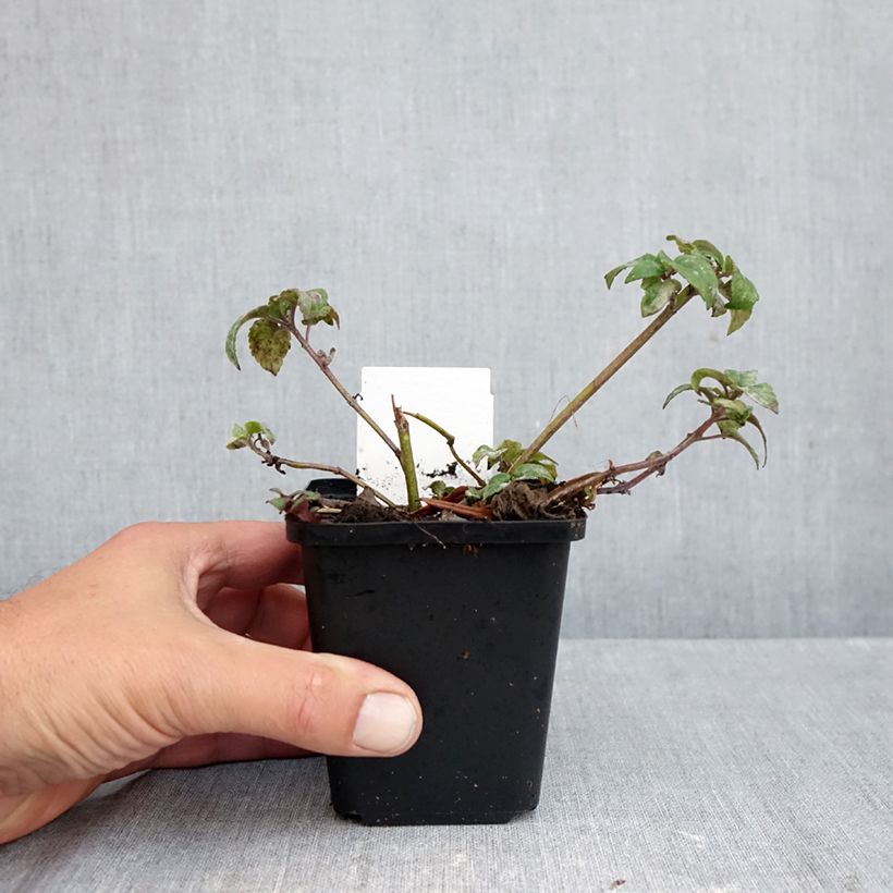 Ejemplar de Bergamota silvestre Melissa Maceta de 8/9 cm entregado en otoño