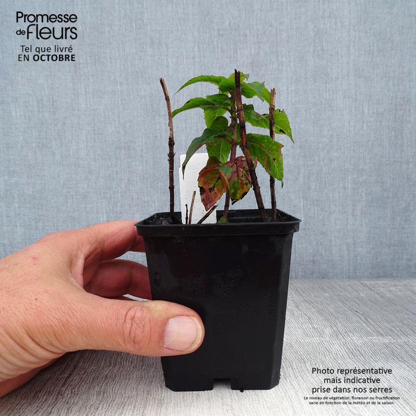Ejemplar de Bergamota silvestre Petite Delight Maceta de 8/9 cm entregado en otoño