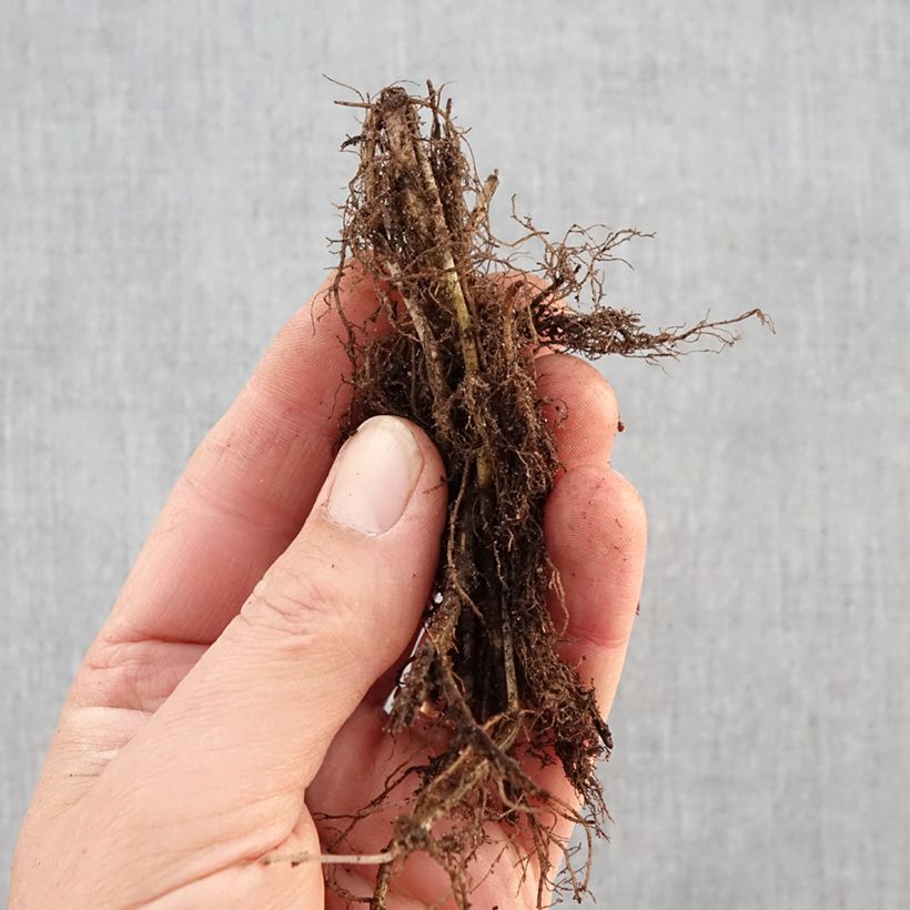 Monarda Scorpion - Bergamota silvestre Raíces desnudas Ejemplar entregado en invierno