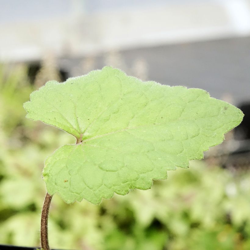 Lunaria annua - Monedas del Papa (Follaje)