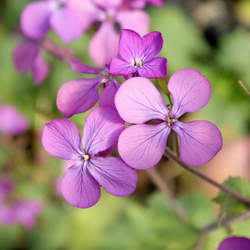 Lunaria annua - Monedas del Papa (Floración)