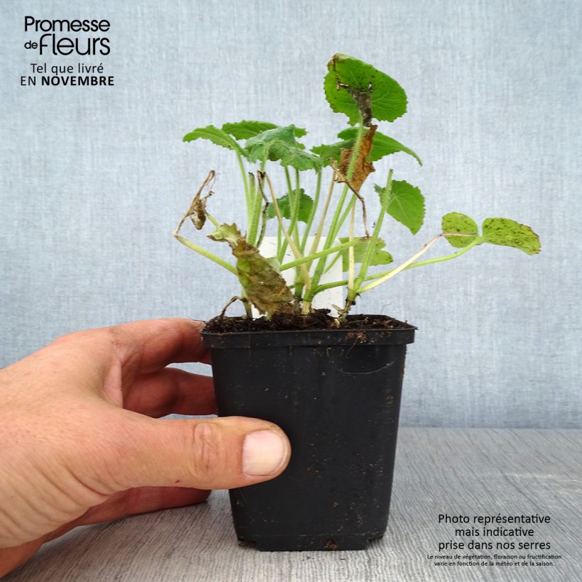Ejemplar de Lunaria annua - Monedas del Papa Maceta de 8/9 cm entregado en otoño