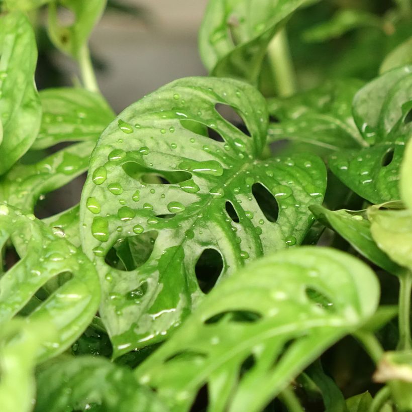 Monstera obliqua (Follaje)