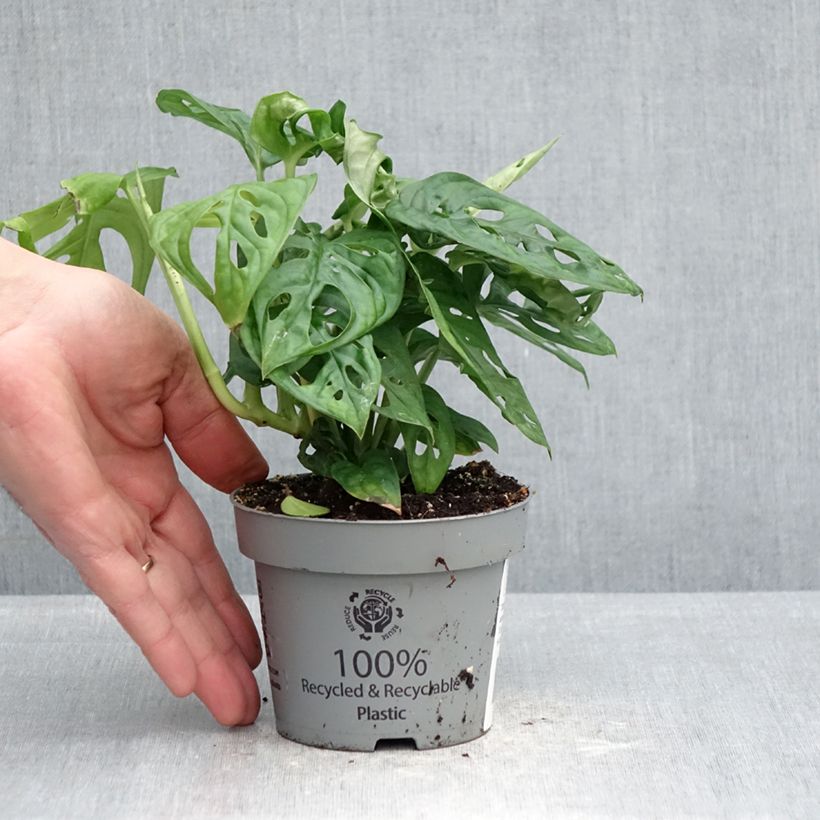 Monstera obliqua Maceta de 12 cm / 13 cm Ejemplar entregado en la primavera