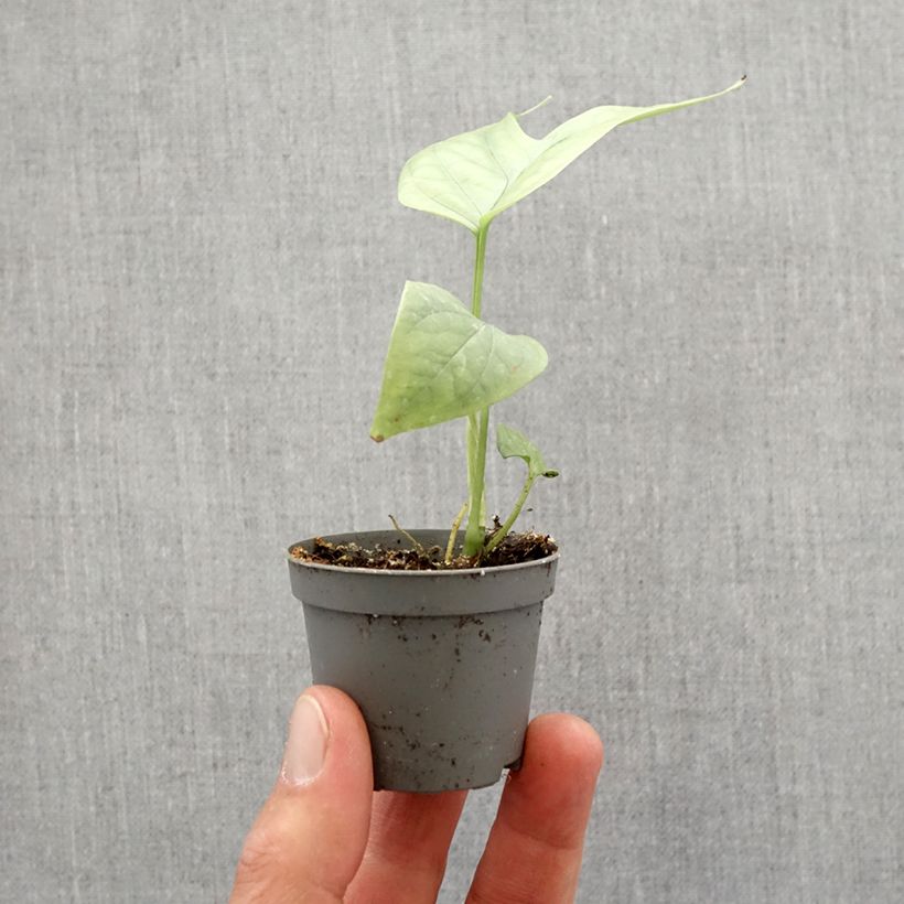 Monstera Amydrium medium Silver Mini-plante Ejemplar entregado en la primavera