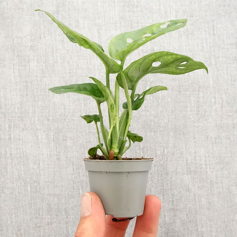 Monstera obliqua Mini-plante Ejemplar entregado en la primavera