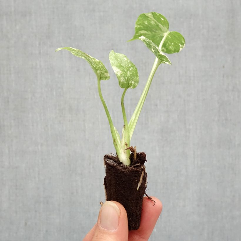 Monstera Thai Constellation miniplanta Ejemplar entregado en la primavera