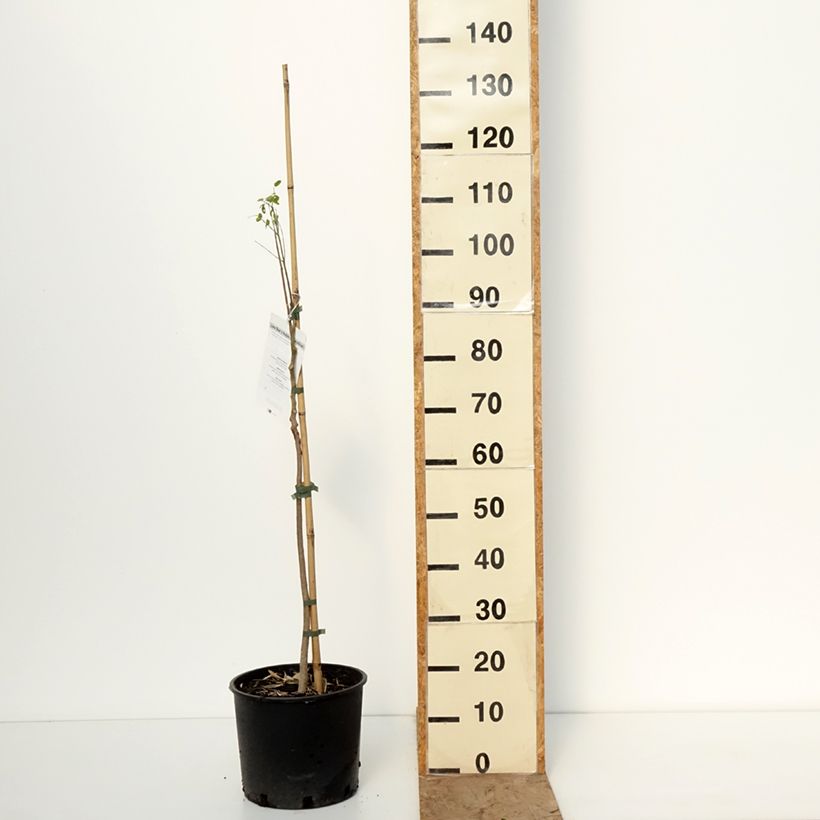 Moringa oleifera Maceta 7,5L/10L Ejemplar entregado en invierno