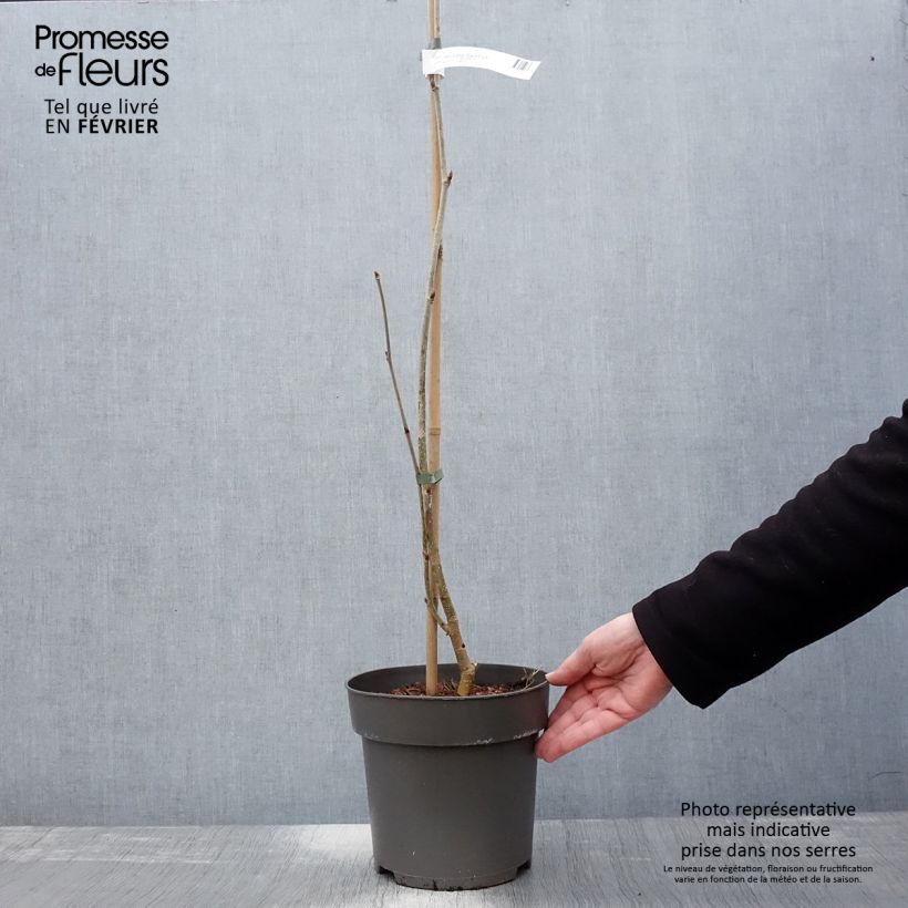 Morus alba Giant Fruit - Morera blanca Maceta 3L/4L Ejemplar entregado en invierno