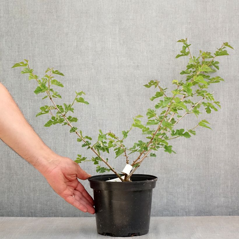 Morera Milanowek - Morus alba Maceta 3L/4L Ejemplar entregado en la primavera