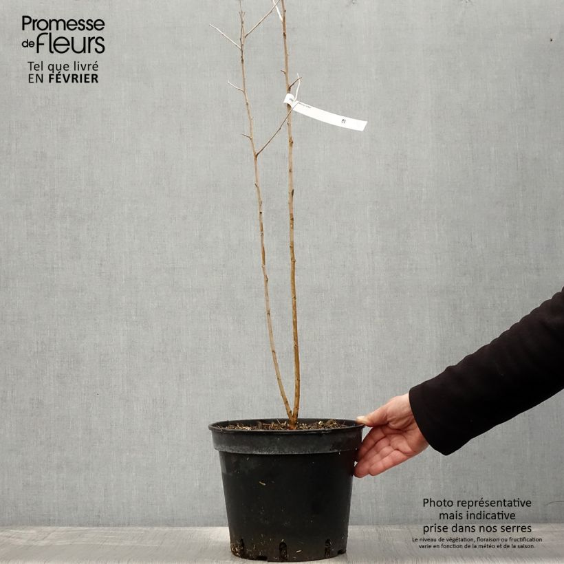 Morus alba - Morera blanca Maceta 7,5L/10L Ejemplar entregado en invierno