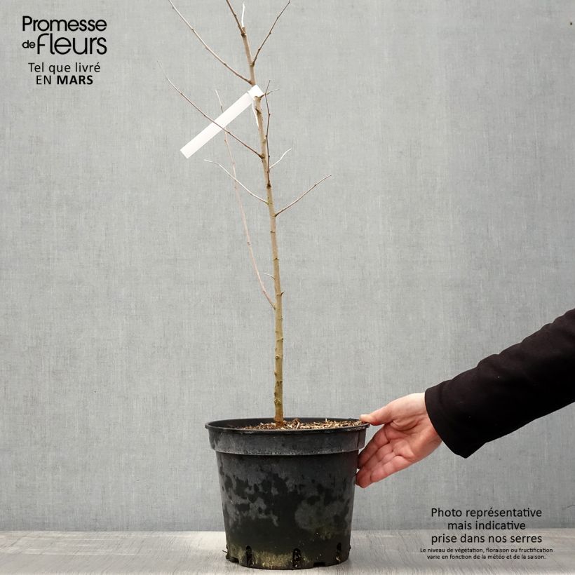 Morus alba - Morera blanca Maceta 7,5L/10L Ejemplar entregado en la primavera