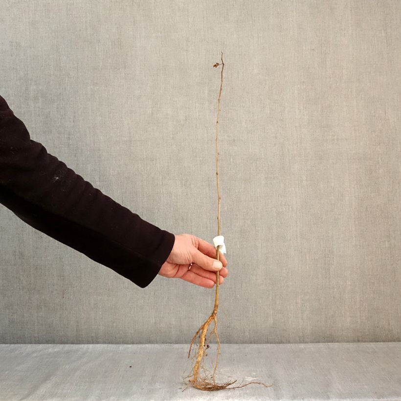 Morus alba - Morera blanca Raíces desnudas Ejemplar entregado en invierno