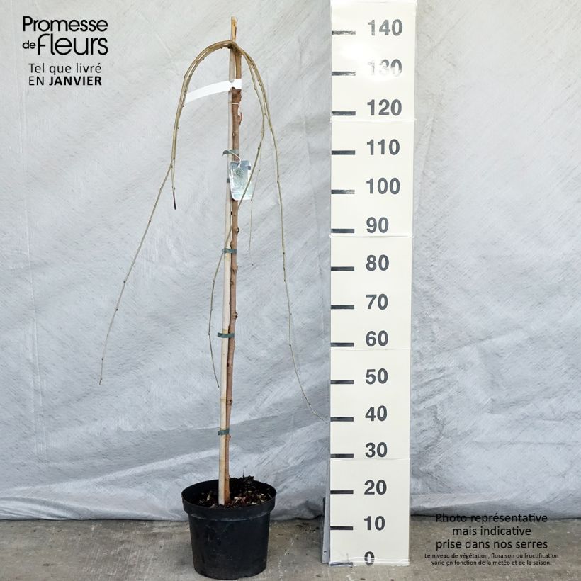 Morus alba Pendula - Morera blanca Maceta 7,5L/10L Ejemplar entregado en invierno