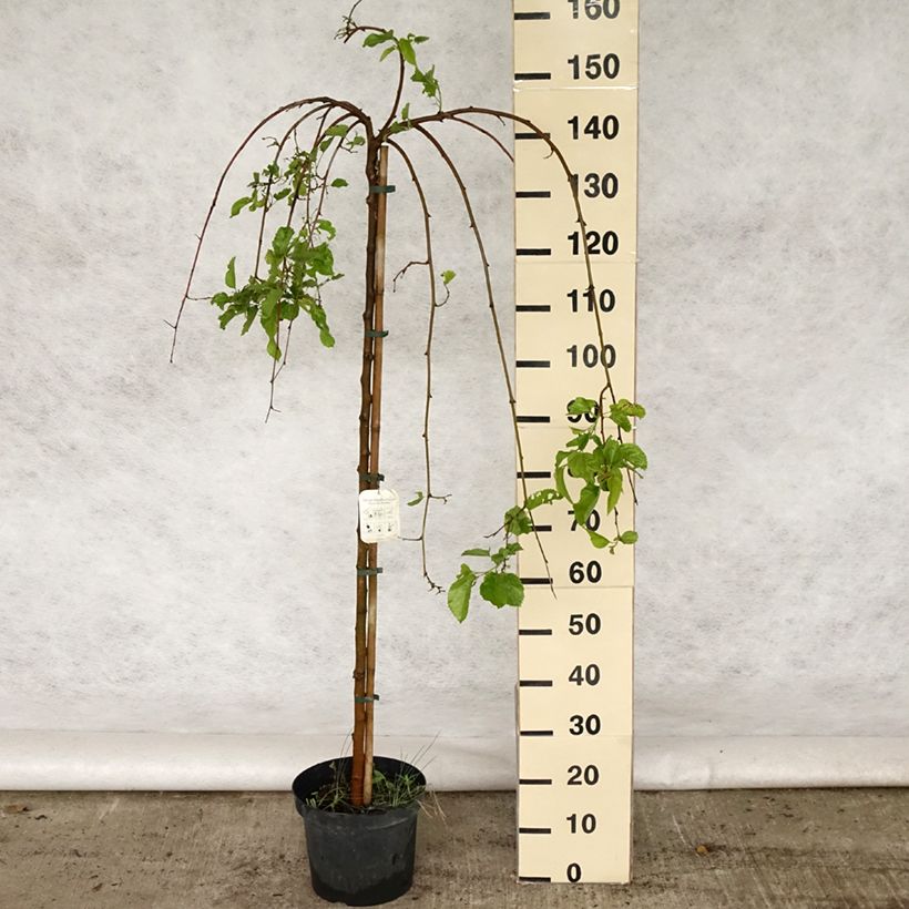 Morus alba Pendula - Morera blanca Maceta 7,5L/10L, Tallo Ejemplar entregado en la primavera
