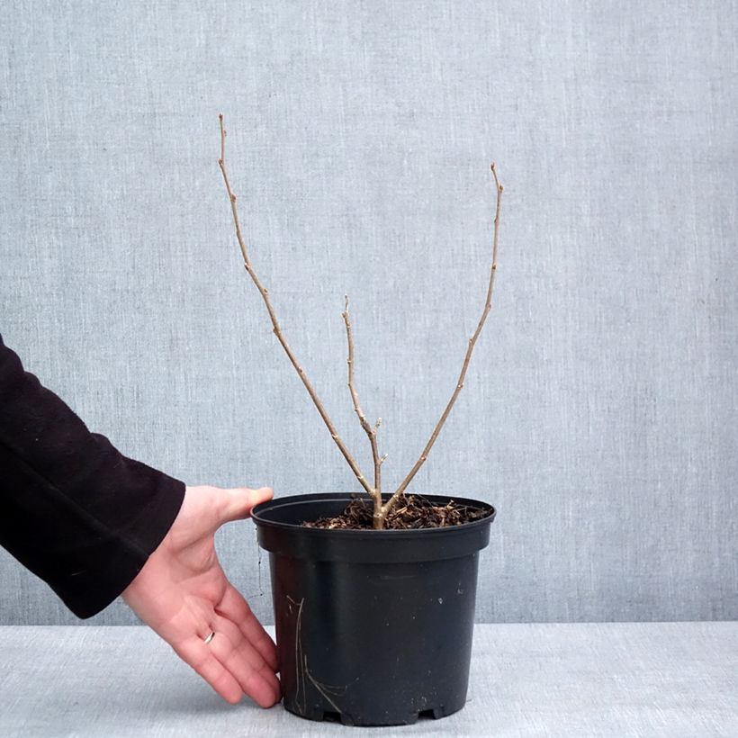 Morera Shin Tso - Morus alba Maceta 3L/4L Ejemplar entregado en invierno