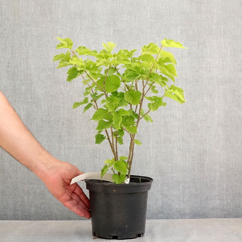 Morera Shin Tso - Morus alba Maceta 3L/4L Ejemplar entregado en la primavera