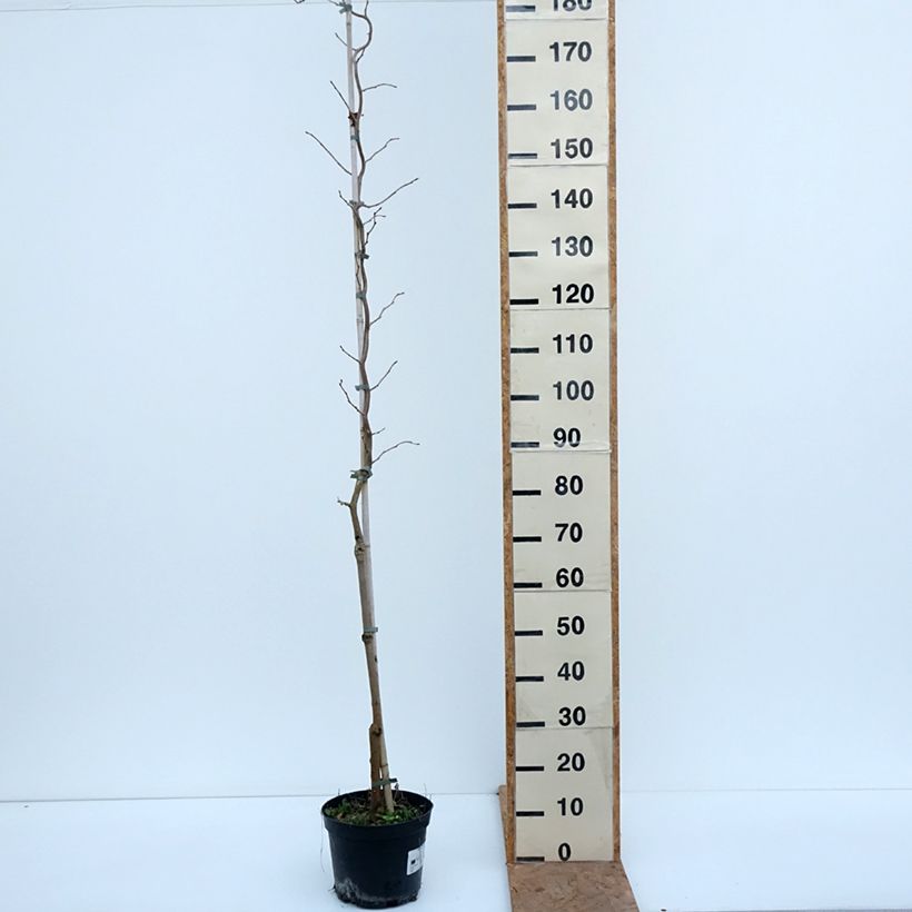 Ejemplar de Morera Spirata - Morus alba var. latifolia Maceta 7,5L/10L entregado en otoño
