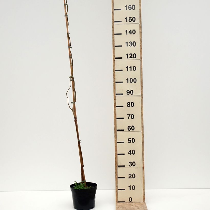 Morera Spirata - Morus alba var. latifolia Maceta 4L/5L Ejemplar entregado en invierno