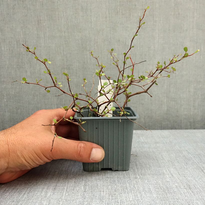 Muehlenbeckia astonii - Enredadera de alambre Maceta de 8/9 cm Ejemplar entregado en la primavera