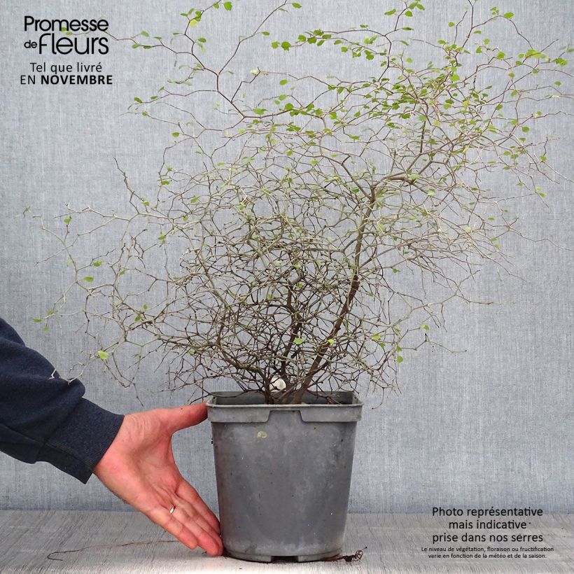 Ejemplar de Muehlenbeckia astonii - Enredadera de alambre Maceta 3L/4L entregado en otoño