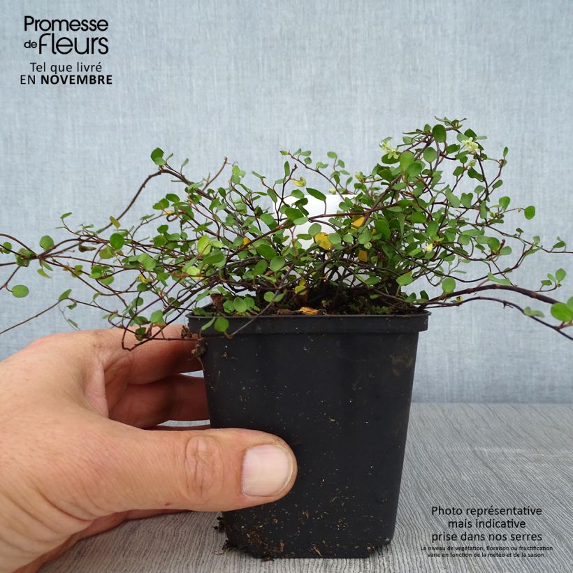 Ejemplar de Muehlenbeckia axillaris - Enredadera de alambre Maceta de 8/9 cm entregado en otoño