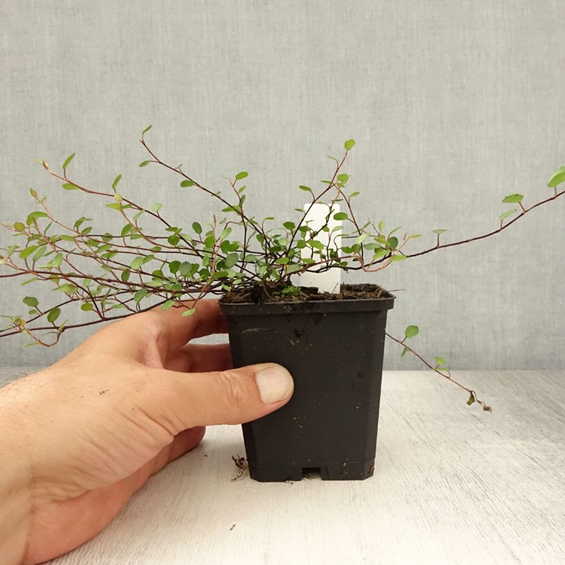 Ejemplar de Muehlenbeckia axillaris - Enredadera de alambre Maceta de 8/9 cm entregado en verano