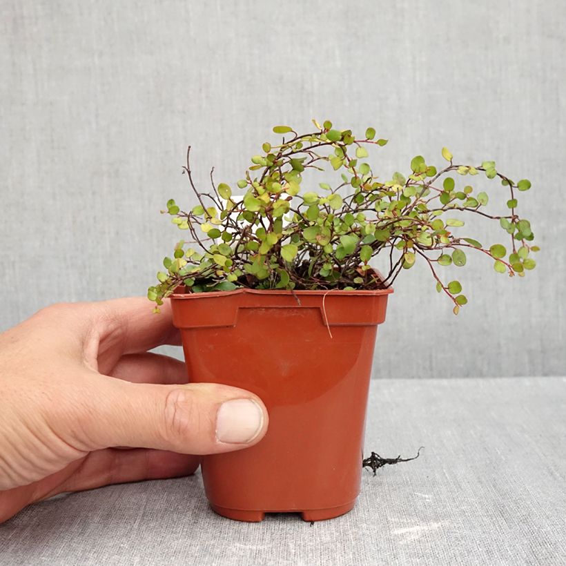 Ejemplar de Muehlenbeckia complexa Golden Girl - Enredadera de alambre Maceta de 8/9 cm entregado en otoño