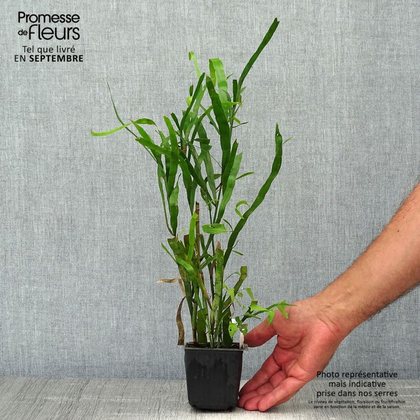 Ejemplar de Muehlenbeckia platyclada Maceta de 8/9 cm entregado en otoño
