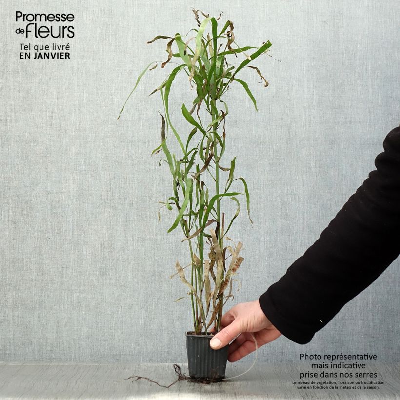 Muehlenbeckia platyclada Maceta de 8/9 cm Ejemplar entregado en invierno