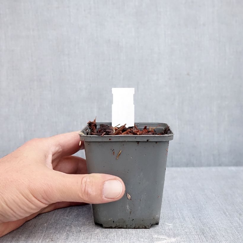 Ejemplar de Convallaria majalis Géant de Fortin - Lirio de los valles Maceta de 8/9 cm entregado en otoño