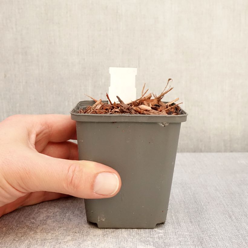 Convallaria majalis Géant de Fortin - Lirio de los valles Maceta de 8/9 cm Ejemplar entregado en invierno