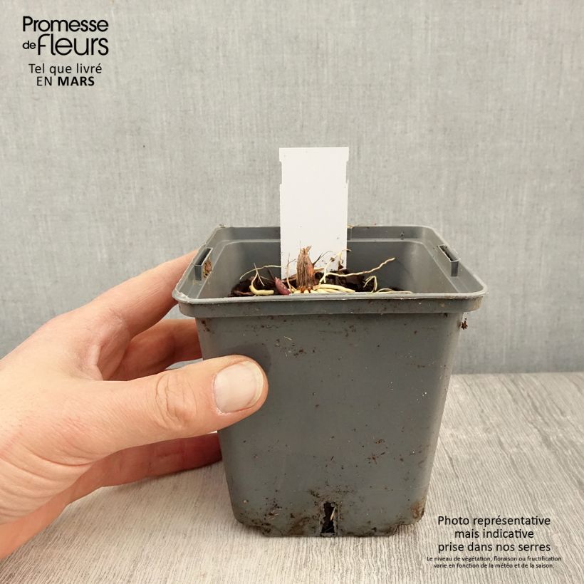 Convallaria majalis Hardwick Hall - Lirio de los valles Maceta 1,5L/2L Ejemplar entregado en la primavera