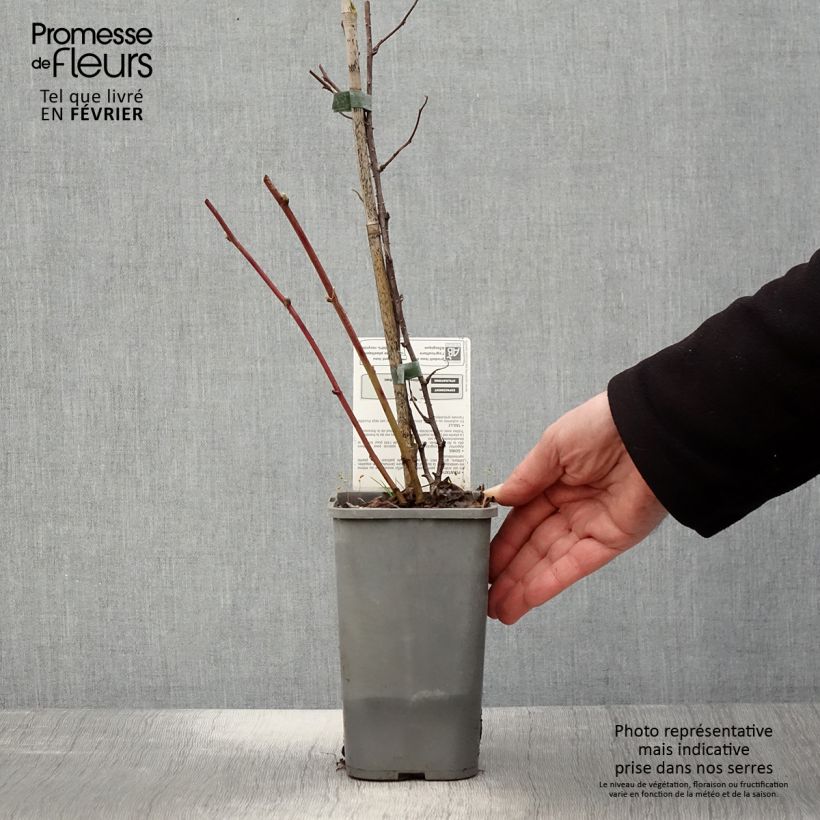 Zarzamora Dorman Red Bio Maceta 1,5L/2L Ejemplar entregado en invierno